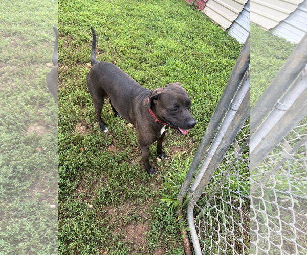 Medium Photo #19 American Pit Bull Terrier-Red Heeler Mix Puppy For Sale in Stover, MO, USA