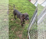 Small #18 American Pit Bull Terrier-Red Heeler Mix