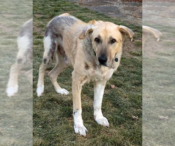 Medium Photo #2 Great Pyrenees-Unknown Mix Puppy For Sale in Boonton, NJ, USA