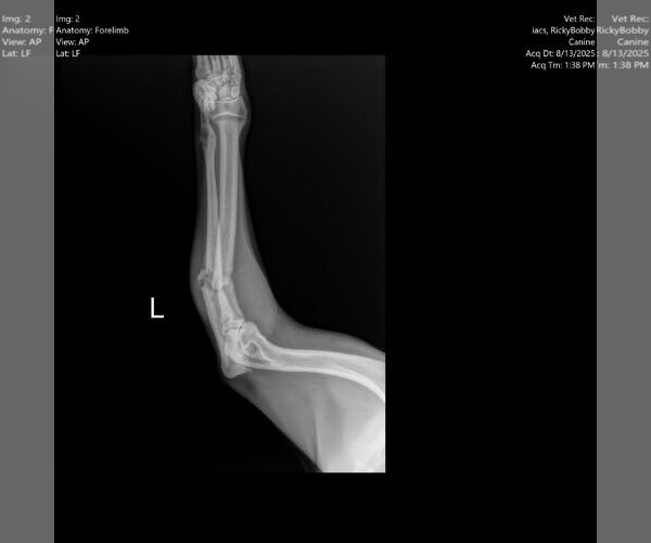 Medium Photo #5 Boxer Puppy For Sale in Burnsville, MN, USA