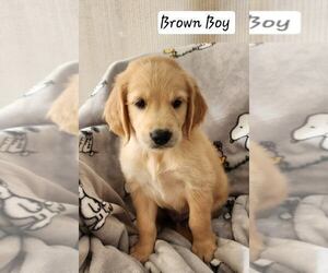 Golden Retriever Puppy for sale in FLINT, TX, USA