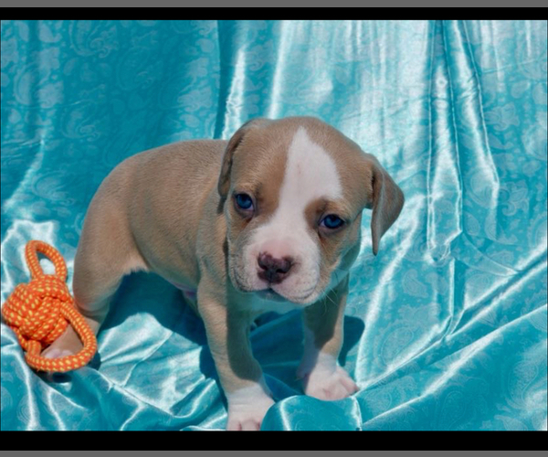 Medium Photo #4 American Bully Puppy For Sale in RICHMOND, VA, USA