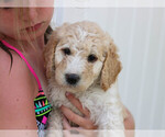 Small Photo #1 Goldendoodle Puppy For Sale in ALLENDALE, MI, USA