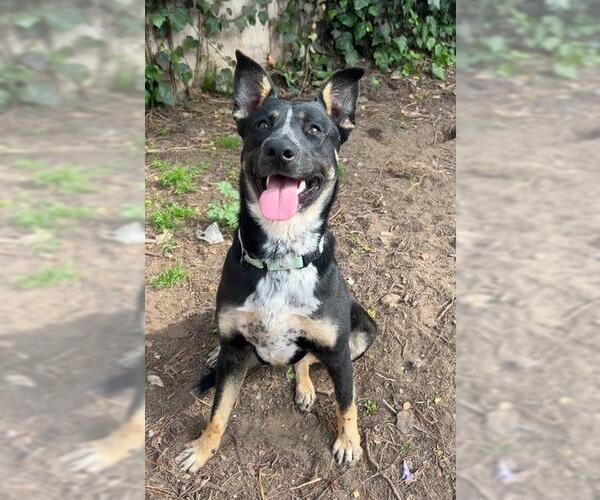 Medium Photo #1 German Shepherd Dog-Unknown Mix Puppy For Sale in Santa Barbara, CA, USA