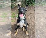Small German Shepherd Dog Mix