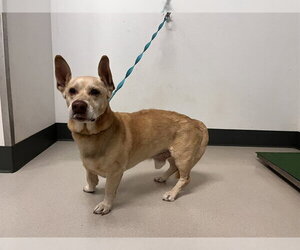 Chi-Corgi Dogs for adoption in Corona, CA, USA