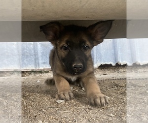 German Shepherd Dog Puppy for sale in GRAND JUNCTION, CO, USA