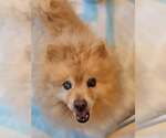 Small #1 Pomeranian