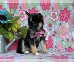 Small Photo #2 Pomsky Puppy For Sale in LANCASTER, PA, USA