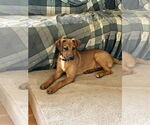 Small #12 Mutt