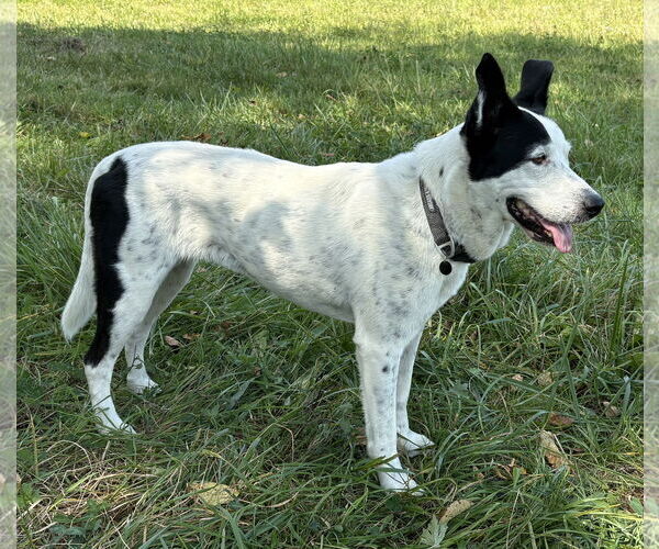 Medium Photo #5 Mutt Puppy For Sale in Rootstown, OH, USA