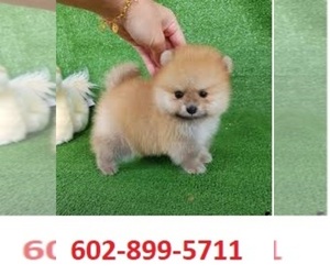 Pomeranian Puppy for sale in DENVER, CO, USA