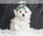 Puppy Casper Maltese