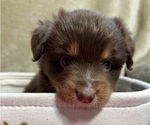 Small #1 Miniature Australian Shepherd