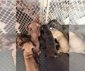 American Mastiff Puppy for sale in CHICOPEE, MA, USA