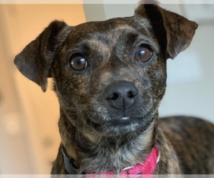 Chipin Dogs for adoption in San Ramon, CA, USA