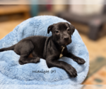 Midnight - Female American Pit Bull Terrier Puppy for Sale - Small photo
