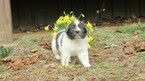Small Photo #7 Newfoundland Puppy For Sale in CLINTON, AR, USA