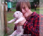 Small Photo #42 Dogo Argentino Puppy For Sale in JANE, MO, USA