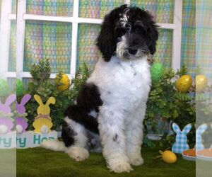 Miniature Bernedoodle-Poodle (Miniature) Mix Puppy for sale in HUTCHINSON, KS, USA