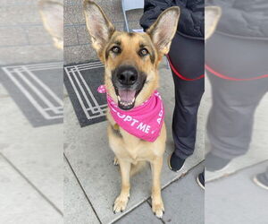 German Shepherd Dog Dogs for adoption in Cupertino, CA, USA