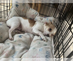 Chihuahua Dogs for adoption in The Woodlands, TX, USA