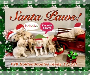 Goldendoodle Puppy for sale in BATON ROUGE, LA, USA