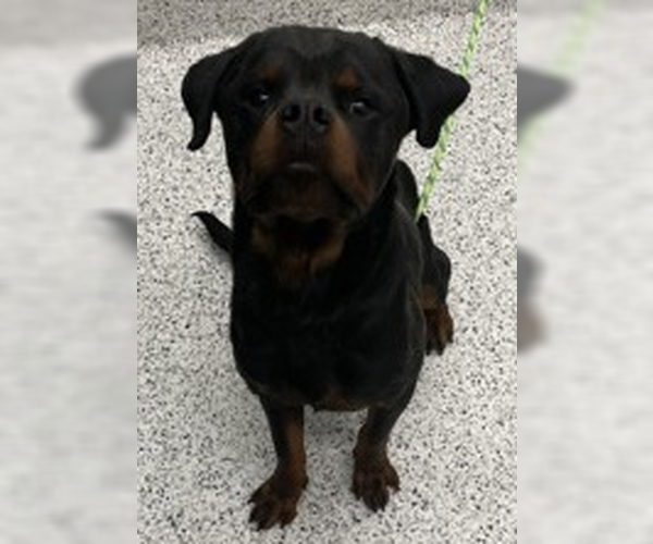 Medium Photo #2 Rottweiler Puppy For Sale in Hillsboro, NH, USA