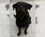 Small #1 Rottweiler