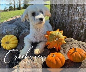 Mother of the Havanese puppies born on 09/29/2025