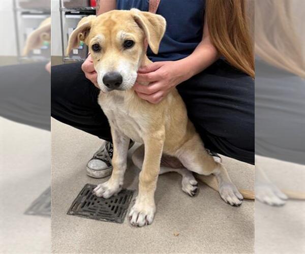 Medium Photo #1 Labrador Retriever-Unknown Mix Puppy For Sale in Baytown, TX, USA