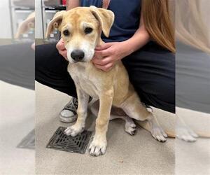 Labrador Retriever-Unknown Mix Dogs for adoption in Baytown, TX, USA