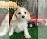 Small #3 Cavachon