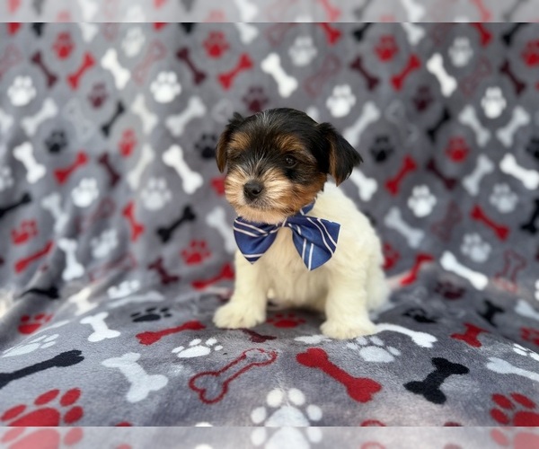 Medium Photo #6 Yorkshire Terrier Puppy For Sale in LAKELAND, FL, USA