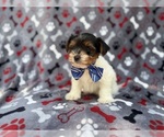 Small #5 Yorkshire Terrier