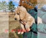 Small Photo #5 Goldendoodle Puppy For Sale in CLARKSVILLE, TX, USA