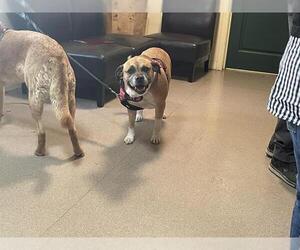 Mutt Dogs for adoption in Pasadena, CA, USA