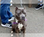 Small #3 American Pit Bull Terrier