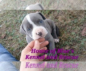 American Pit Bull Terrier Puppy for sale in DELAWARE, OH, USA