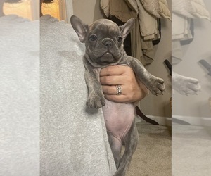 French Bulldog Puppy for sale in SACRAMENTO, CA, USA