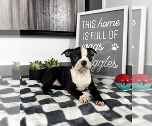 Boston Terrier Puppy for sale in FRANKLIN, IN, USA