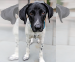 Small Photo #6 Beagle-Unknown Mix Puppy For Sale in Cranston, RI, USA