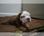 Small Photo #2 Bulldog Puppy For Sale in SIMPSONVILLE, SC, USA