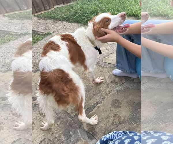 Medium Photo #2 Brittany Puppy For Sale in Curwensville, PA, USA