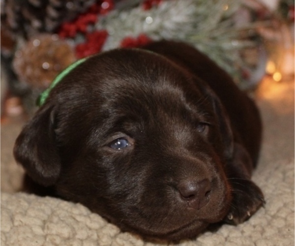 Medium Photo #2 Labrador Retriever Puppy For Sale in MANSFIELD, MO, USA