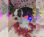 Small Photo #15 Boston Terrier Puppy For Sale in BRYANT, AL, USA