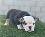 Small English Bulldog