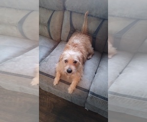 Beagle-Yorkshire Terrier Mix Puppy for sale in ODENVILLE, AL, USA