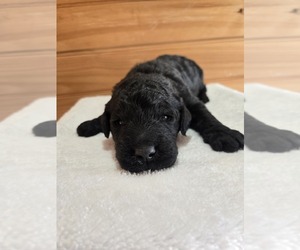 Goldendoodle Puppy for sale in WILLIAMSTOWN, KY, USA