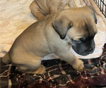 Small Photo #58 Boerboel-Cane Corso Mix Puppy For Sale in MARION, OH, USA